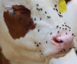 Guzowata choroba skóry bydła; wirus wznawia aktywność!