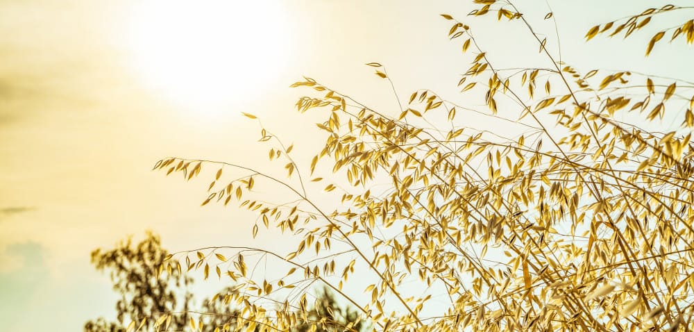 Niedroga eliminacja owsa głuchego