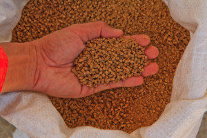 badanie czy pasza jest GMO czy NON GMO pasze z&nbsp;GMO
