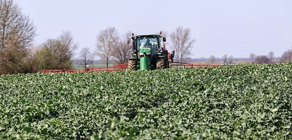 Wiosenna regulacja wzrostu rzepaku: tak czy nie?
