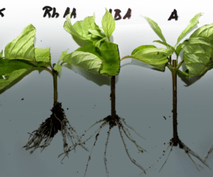 Zainwestuj w&nbsp;rozwój systemu korzeniowego!