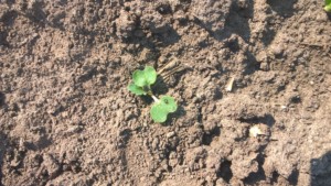 chwasty w zbożach po przedplonie rzepaku