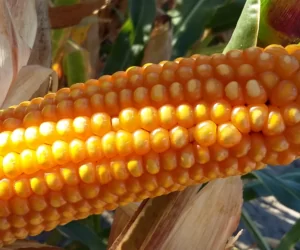 Przygotowanie do siewu kukurydzy – O&nbsp;czym nie zapomnieć?