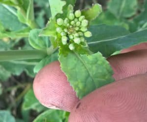 Już na polach: słodyszek rzepakowy! Zwalczanie czas zacząć!