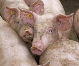 plan bezpieczeństwa biologicznego