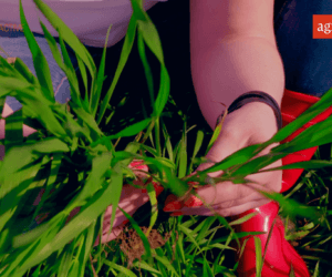 Nowa substancja aktywna na korekcyjne zwalczanie chwastów!