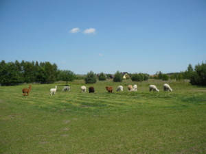 wybiegi
