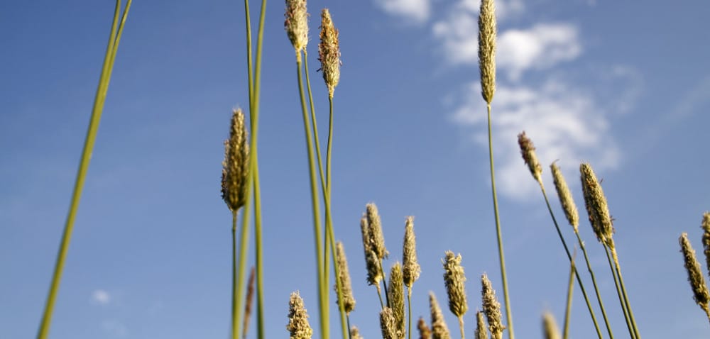 Szukamy rozwiązania na wyczyńca polnego!