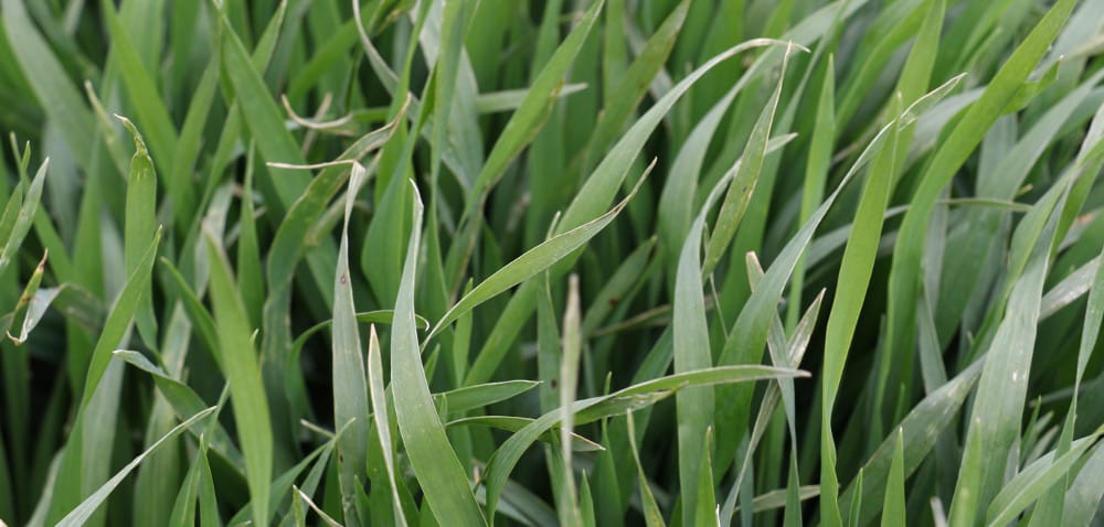 Zabieg fungicydowy T1 dopasowany do obecnych warunków polowych