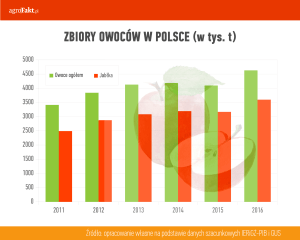 rynek jabłek - zbiory
