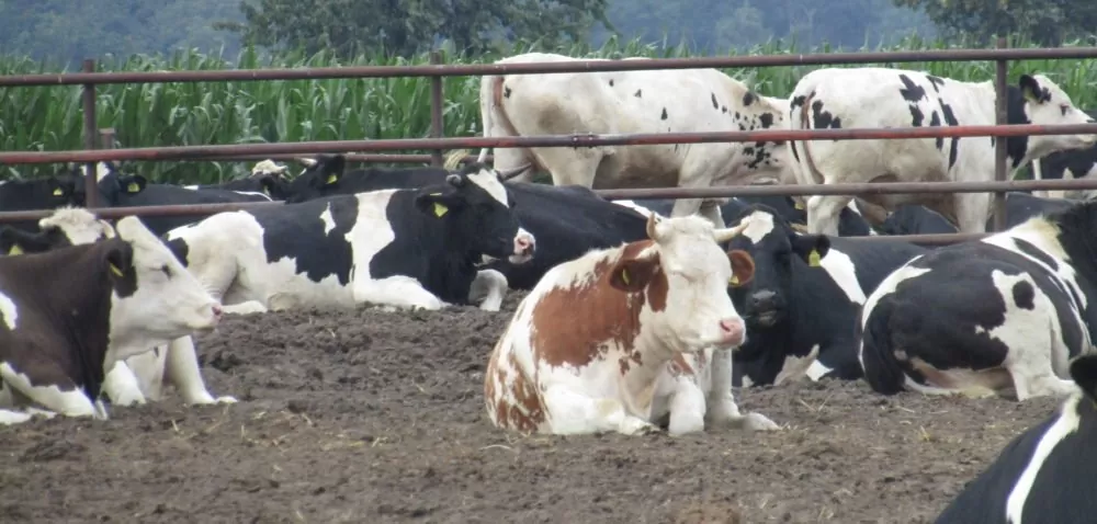 Zarządzanie stadem krów mlecznych łatwiejsze w grupach