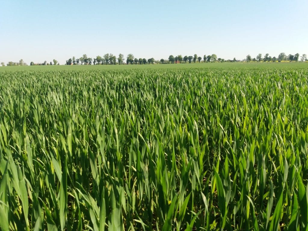 Ochrona zbóż przed chorobami na intensywnie prowadzonych plantacjach