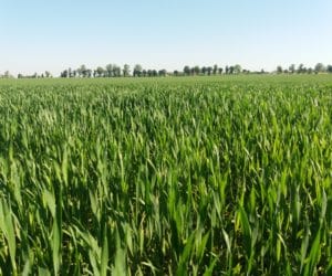 Ochrona zbóż przed chorobami na intensywnie prowadzonych plantacjach