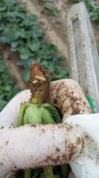 nowa zaprawa do rzepaku 2017