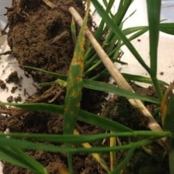 porażenie liści pszenicy przez DTR