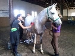 Przyszli hodowcy koni przy pracy(fot.ZSRCKP w Bolesławowie