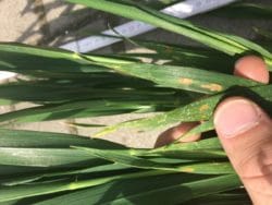 brunatna plamistość liści