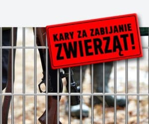 Kary za zabijanie zwierząt