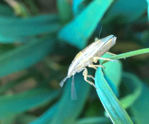 Lednica zbożowa jest już na polach! Jakie są zagrożenia?