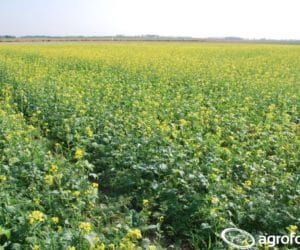 Międzyplon ścierniskowy 2020 – sprawdź, co warto wiedzieć!