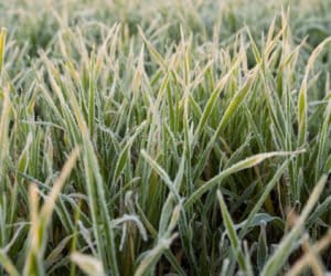 Idą zimni ogrodnicy i&nbsp;zimna Zośka – jak zabezpieczyć rośliny przed mrozem?