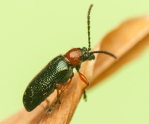 Skrzypionki już buszują w&nbsp;zbożach