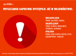 pryszczarek kapustnik