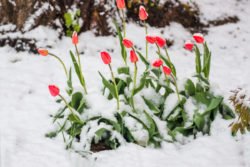 śnieg na tulipanach