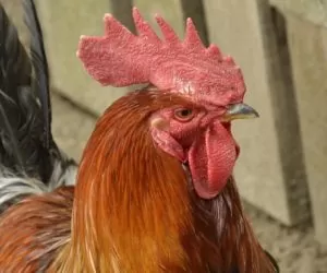 kury potrzebują koguta