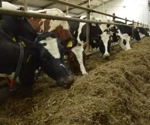 Jakie maty dezynfekcyjne powinny znaleźć się w&nbsp;oborze?