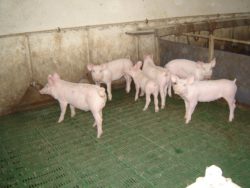 Ważne jest ustalenie zapotrzebowania pokarmowego.