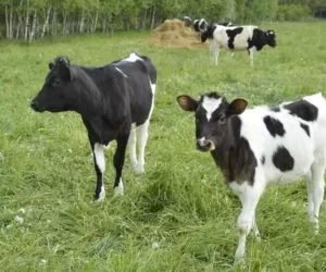 stres cieplny u krów