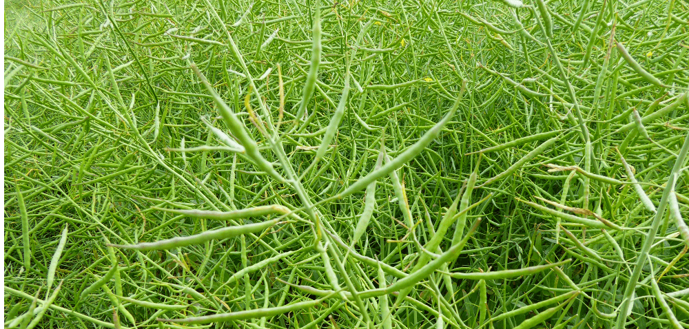 Desykacja i&nbsp;sklejanie łuszczyn rzepaku – czy warto?