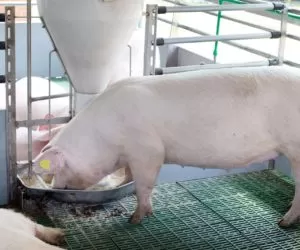 Awitaminoza u&nbsp;trzody chlewnej – przyczyny, skutki, zapobieganie