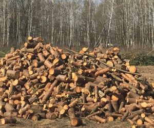 Zaostrzone nowe przepisy o wycince drzew już obowiązują!