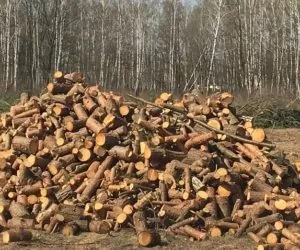 Zaostrzone nowe przepisy o&nbsp;wycince drzew już obowiązują!