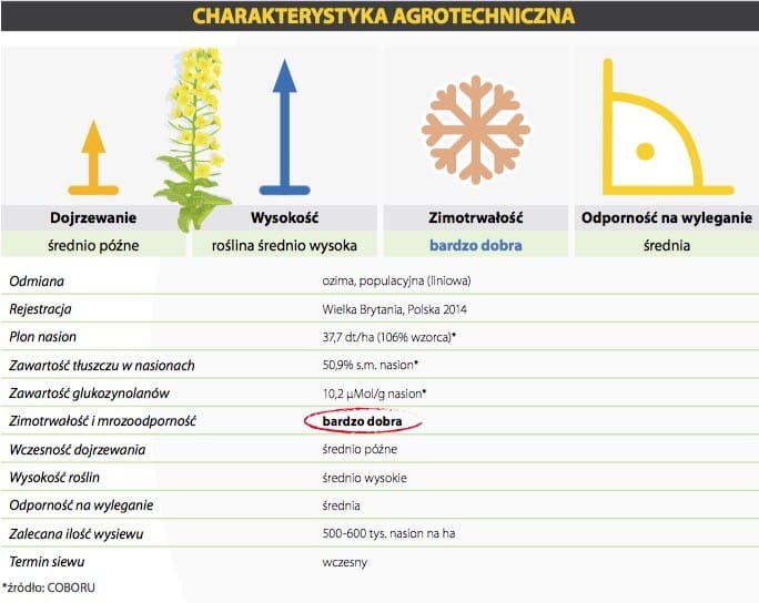 promocja nasion rzepaku