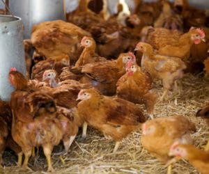 Drożdże paszowe dla drobiu