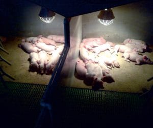 Polscy hodowcy. Hodowla świń – pomysł rodziny z&nbsp;Pęckowa