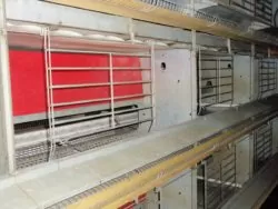 Nowe klatki zmniejszają ryzyko chorób