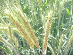 Zdrowy i dorodny kłos