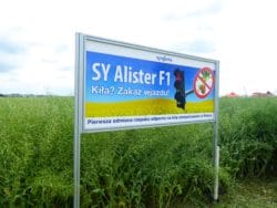 odmiana rzepaku odporna na kiłę kapusty