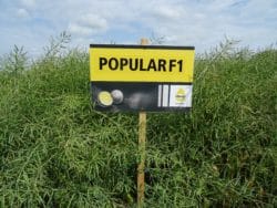 jakie odmiany rzepaku