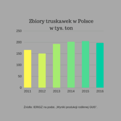 zbiory truskawek