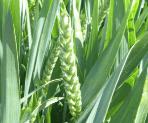 Stan zbóż przed żniwami – wizyta w&nbsp;stacji w&nbsp;Spytkówkach