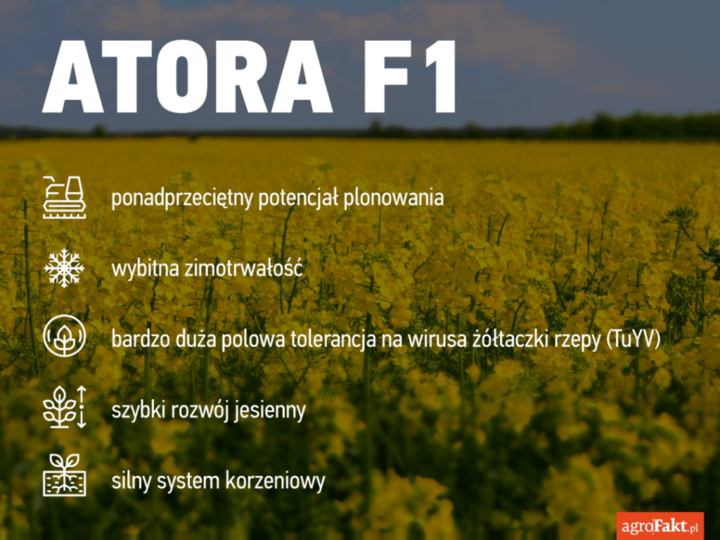 jak uzyskać wysoki plon rzepaku