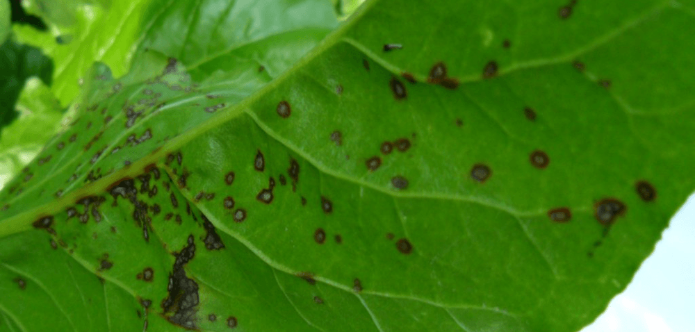 Jak i&nbsp;czym zwalczać chwościk buraka?