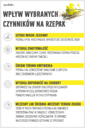Wpływ wybranych czynników na rzepak