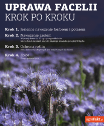 uprawa facelii na nasiona krok po kroku