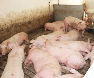 Wysokie koszty hodowli świń – jak je obniżyć?